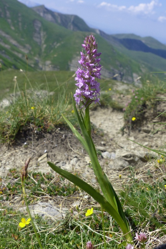 La Nigritella widderi a Pizzo di Sevo e Cima Lepri  -  luglio 2025